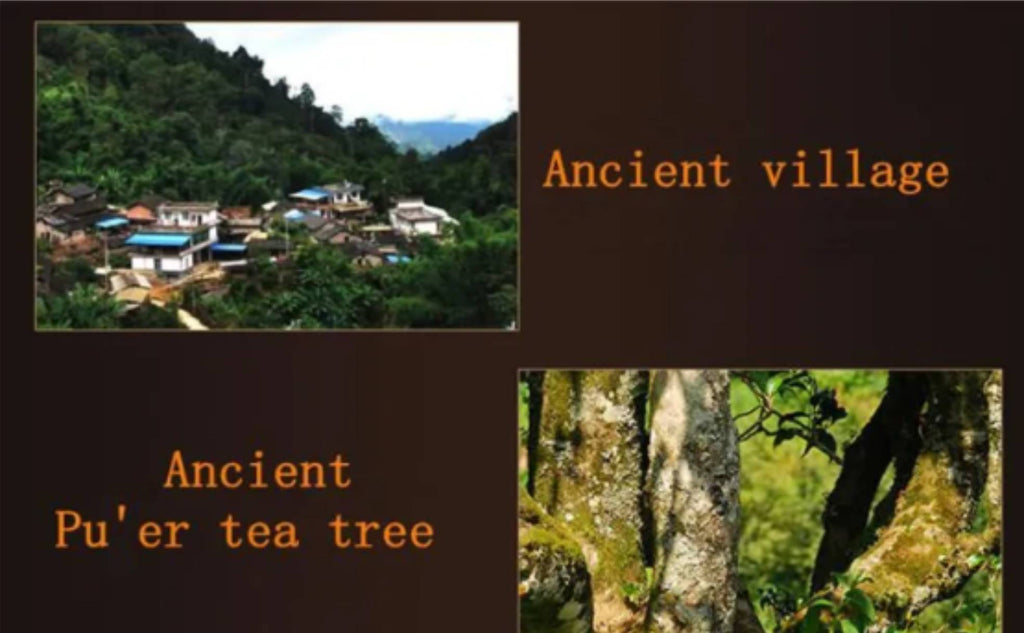 Aged Yunnan Ripe Pu-erh Tea (357g) – 8 Years Old, Seven Cake, Sweet Aftertaste